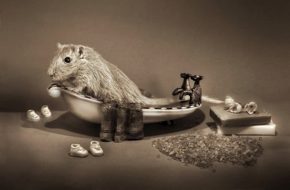 Relaxing Gerbil Bath by Elena Arjona — canvas wall art