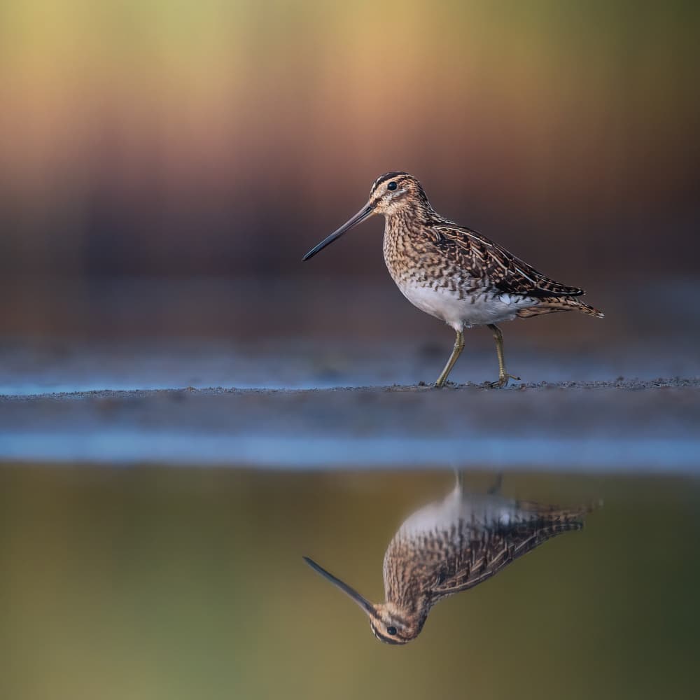 Serene Snipe Reflection by Magnus Renmyr — canvas wall art