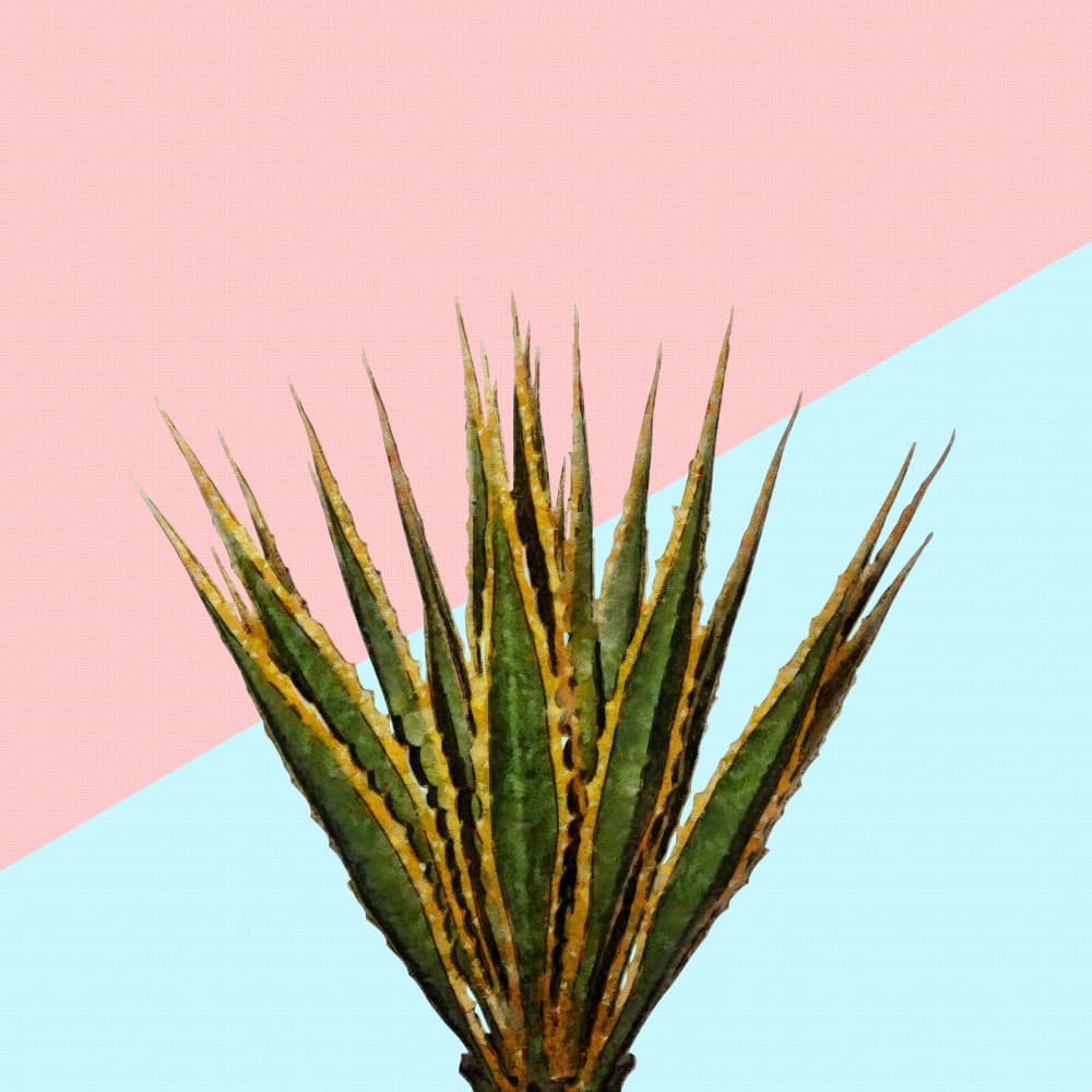 Vibrant Agave Color Block by amini54 — canvas wall art