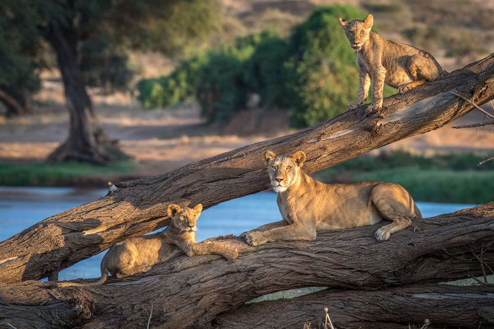 African Lion Family by Jeffrey C. Sink — canvas wall art