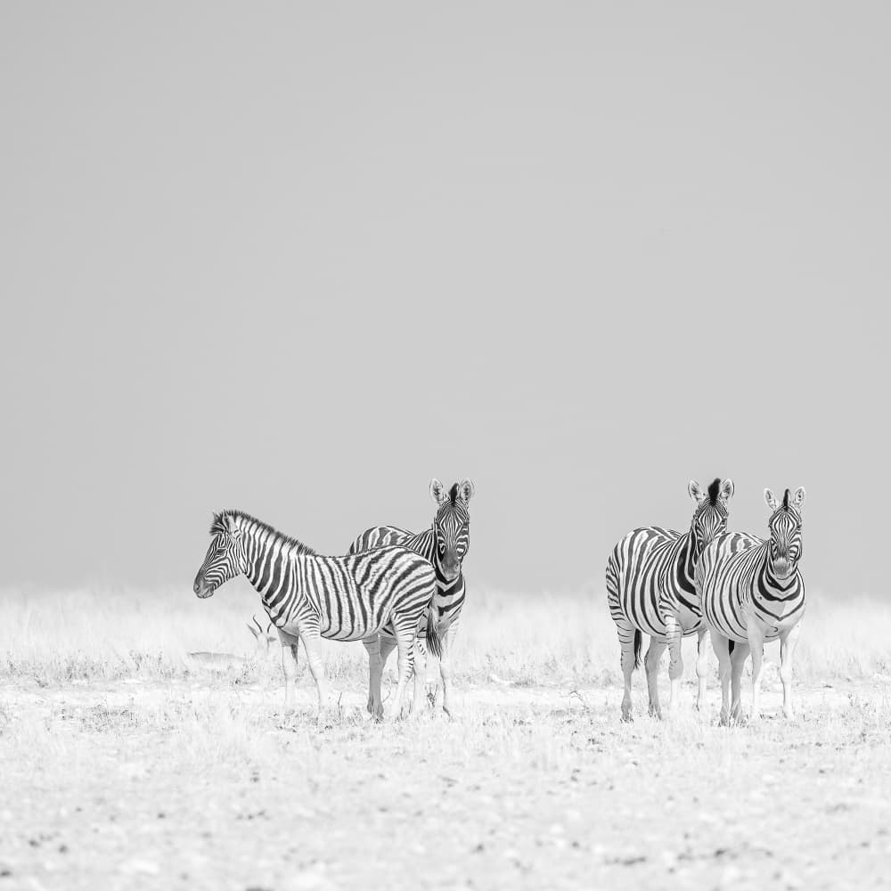 Peaceful Zebra Herd by Peter Schoeman — canvas wall art