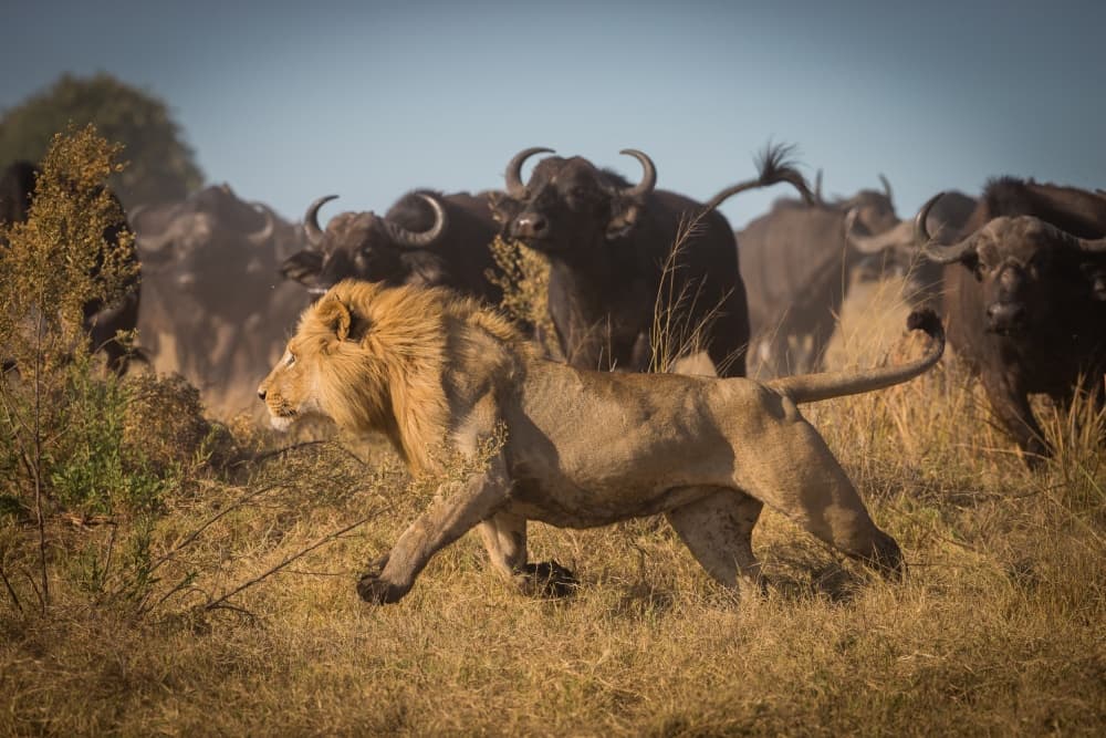 Lion Among the Buffalo by Marc Meijlaers — canvas wall art
