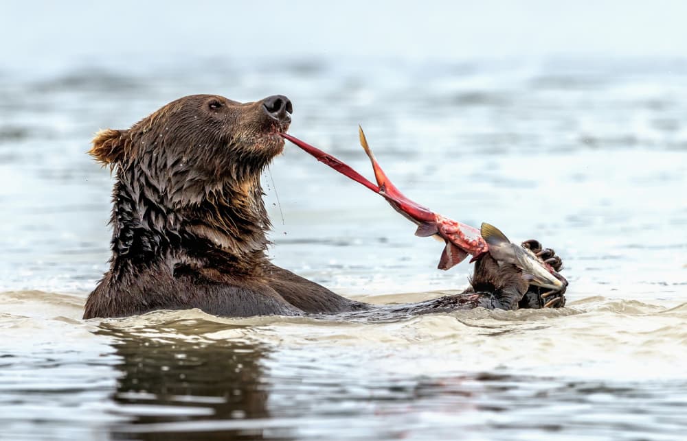Grizzly Bear Fishing by Giuseppe DAmico — canvas wall art