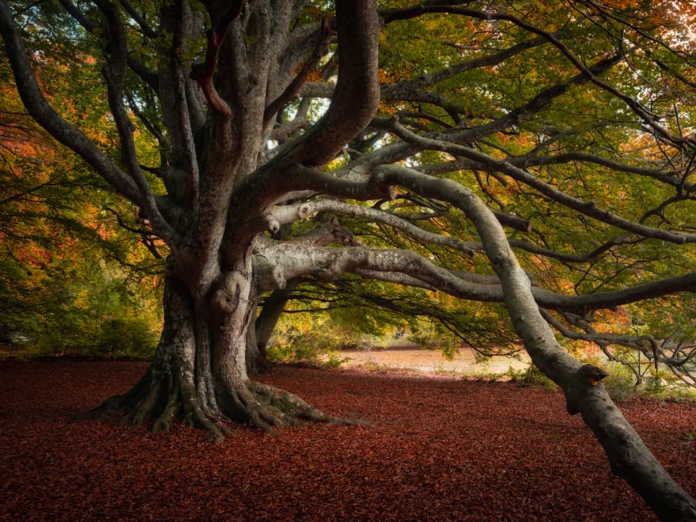 Ancient Autumn Tree by Andrea Maestosi — canvas wall art