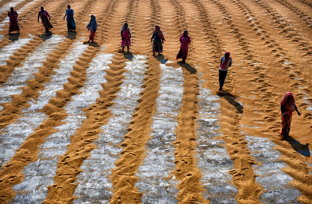 Women Drying Golden Grain by Avishek Das — canvas wall art