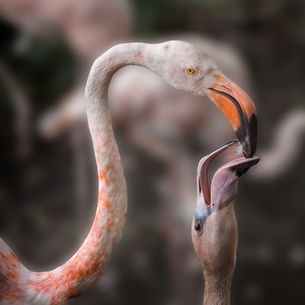Tender Flamingo Feeding by Fred Louwen — canvas wall art