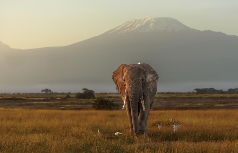 African Elephant Golden Hour by Massimo Mei — canvas wall art