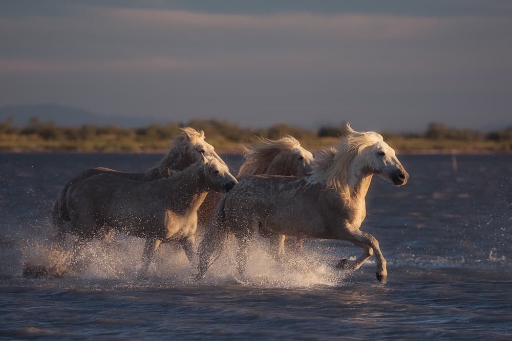 Running White Horses by Rostovskiy Anton — canvas wall art