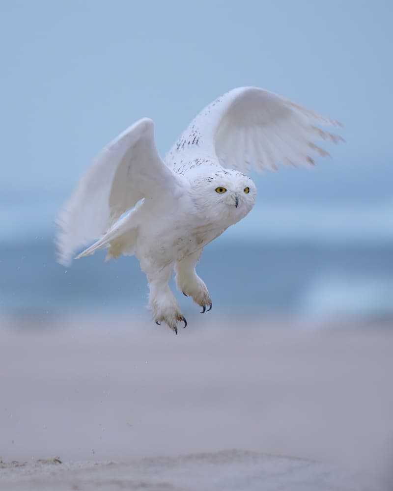 Snowy Owl Beach Flight by Johnny Chen — canvas wall art