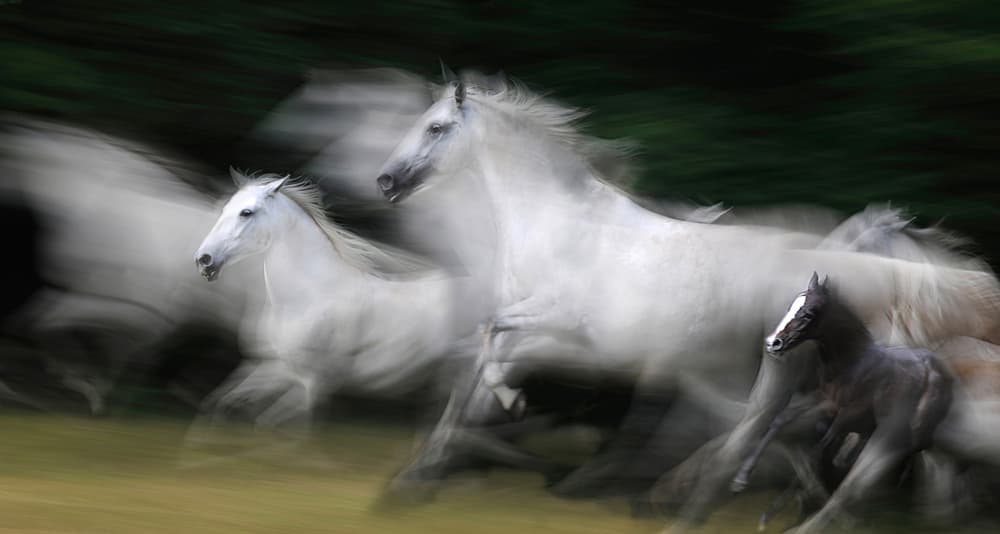 Galloping White Horses by Milan Malovrh — canvas wall art