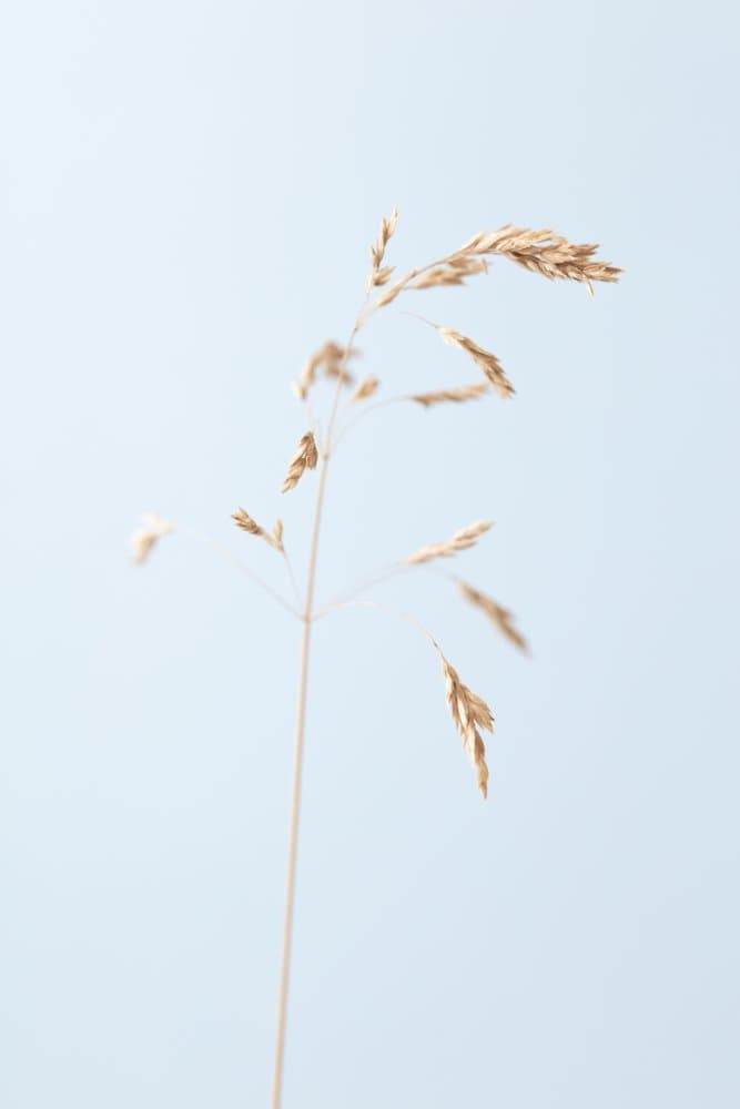 Delicate Dried Grass by Pictufy Studio III — canvas wall art
