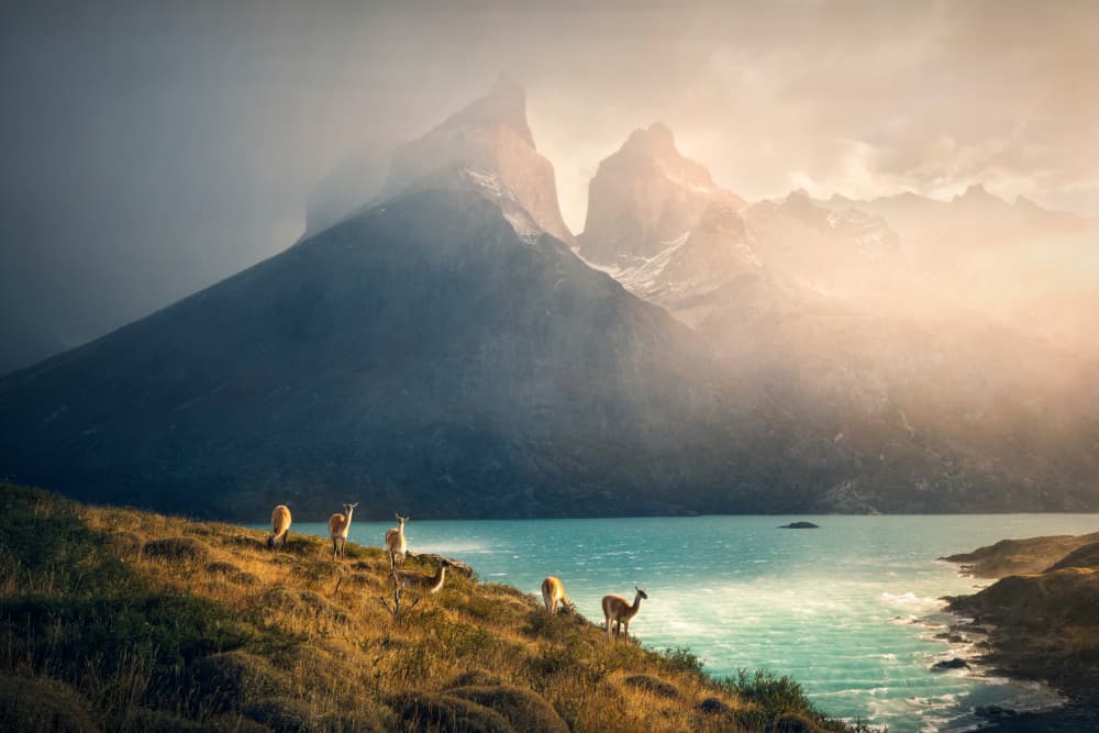 Guanacos Patagonia Peaks by Dennis Zhang — canvas wall art
