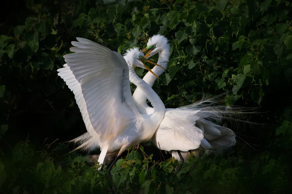 White Egrets Fighting by Phillip Chang — canvas wall art