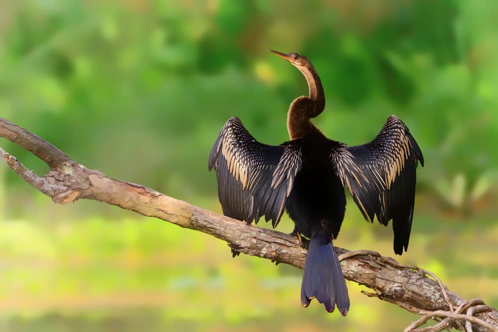 Anhinga Drying Wings by Michael Burlak — canvas wall art