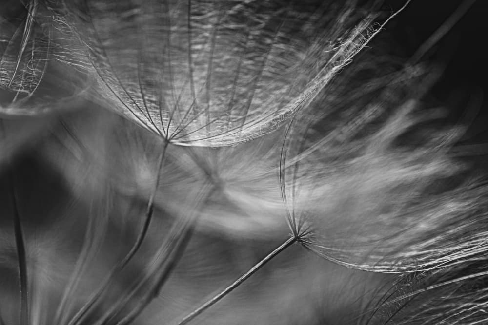 Soft Dandelion Whispers by Lisa Zhang — canvas wall art