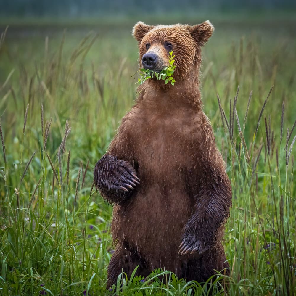 Grizzly Bear Green Snack by Mark Strom — canvas wall art
