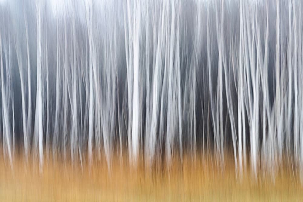 Golden Forest Impression by Ulrike Eisenmann — canvas wall art