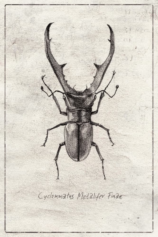 Cyclommatus Metalifer Finae by Mike Koubou — canvas wall art