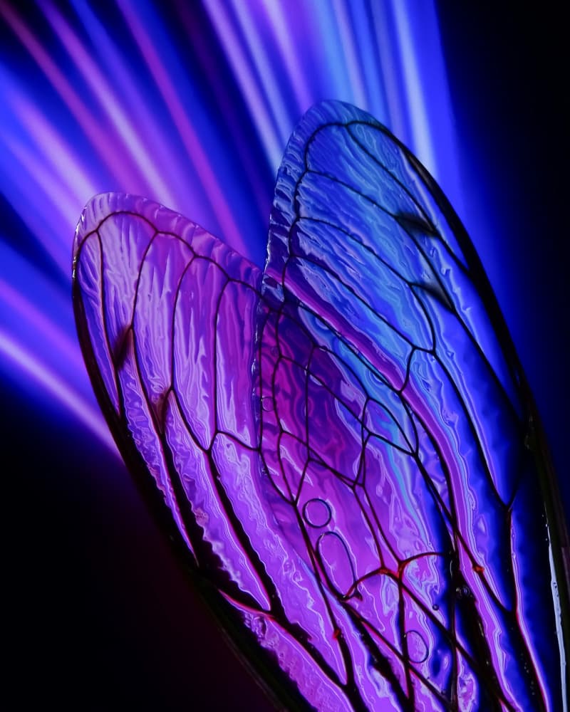 Glowing Insect Wings by Ivan Lesica — canvas wall art
