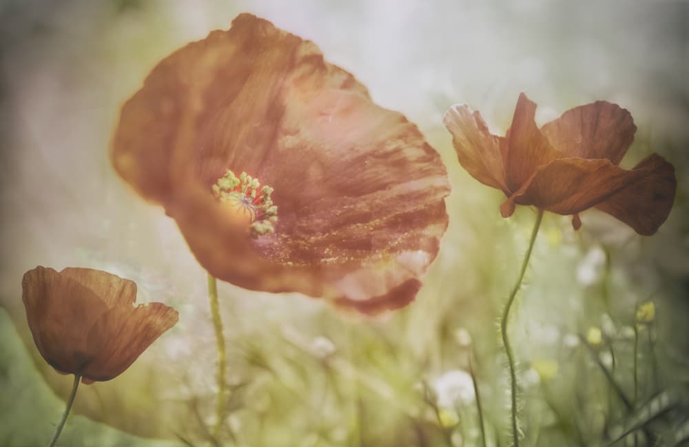 Soft Red Poppies by Marie-anne Stas — canvas wall art