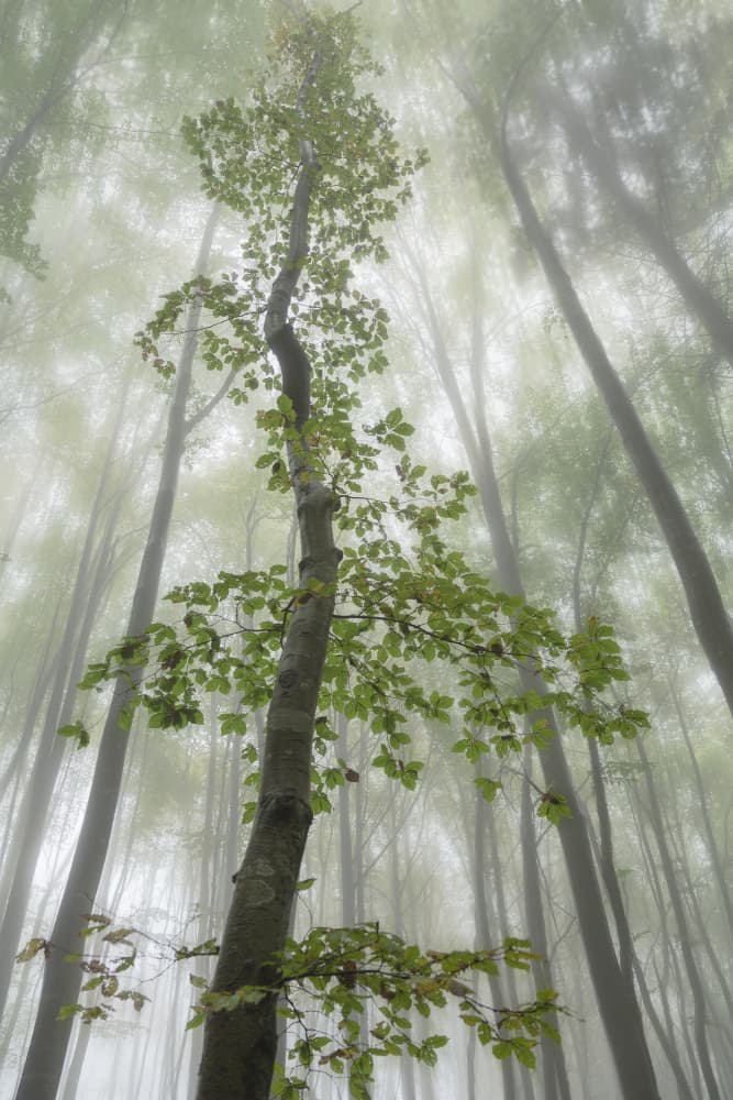 Serene Foggy Forest by Michel Manzoni — canvas wall art