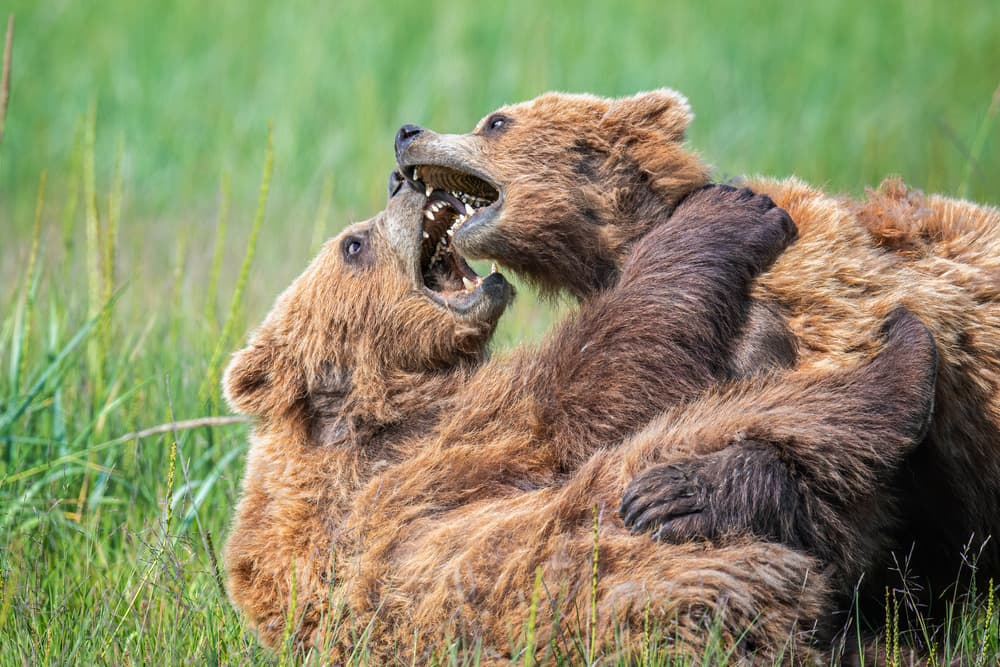 Grizzly Bear Playfight by Jeffrey C. Sink — canvas wall art