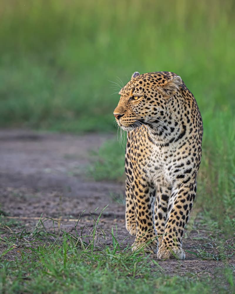 Alert Leopard Walking by Yogesh Bhatia — canvas wall art