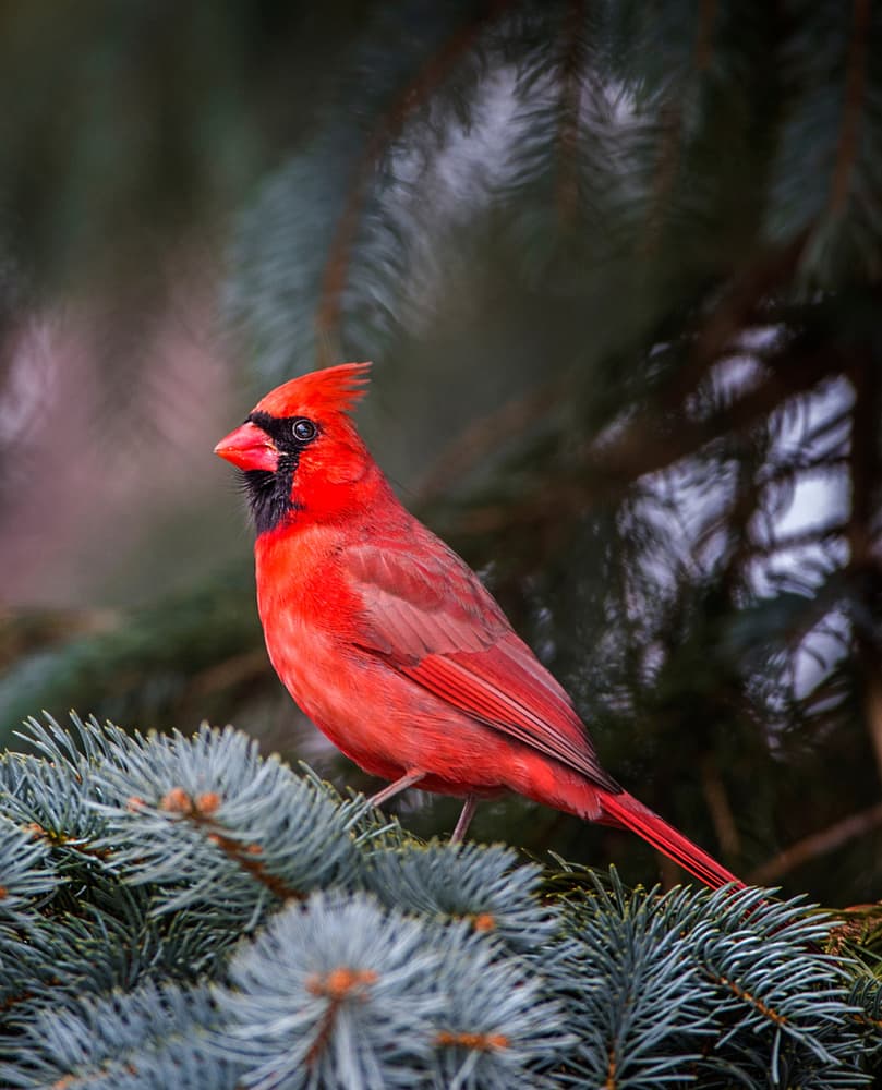 Northern Cardinal on Pine by verdon — canvas wall art