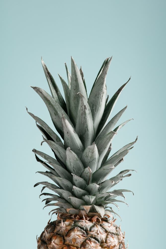 Tropical Pineapple by Pictufy Studio III — canvas wall art
