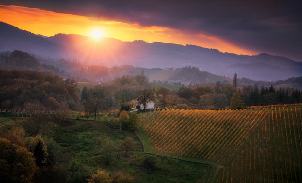 Golden Vineyard Sunset by joanaduenas — canvas wall art