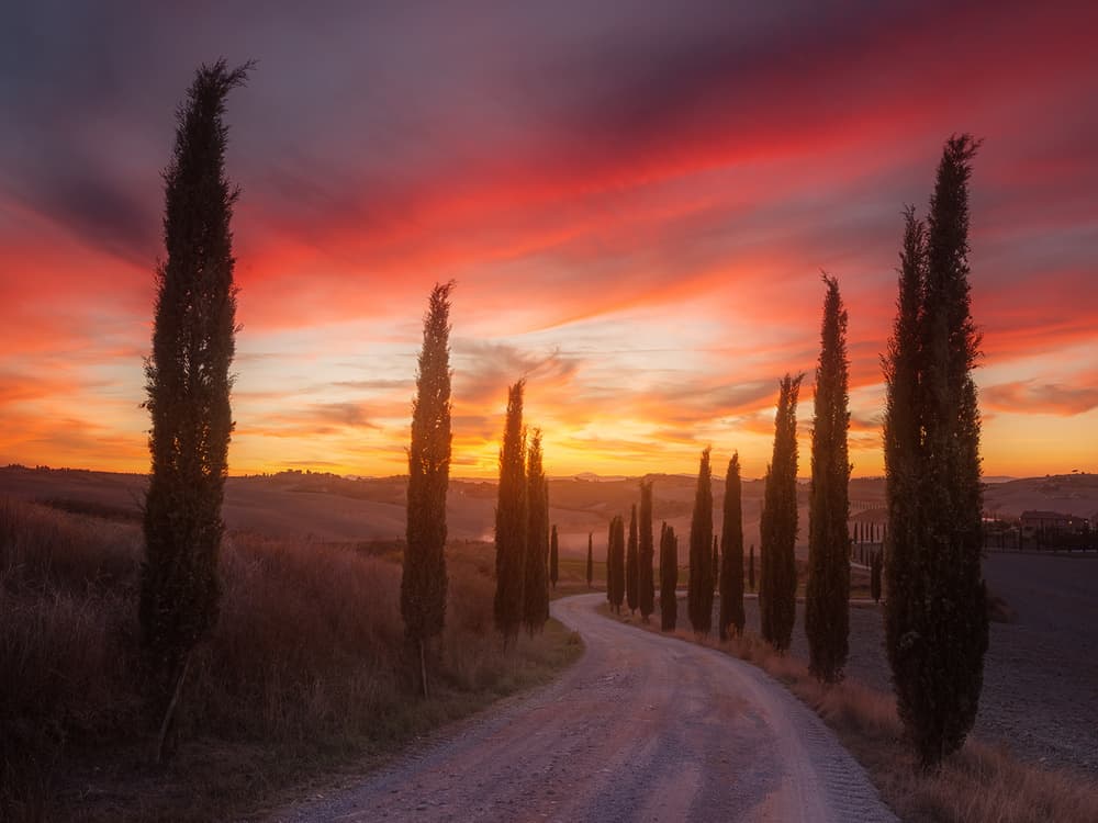 Sunset Cypress Road by Rostovskiy Anton — canvas wall art