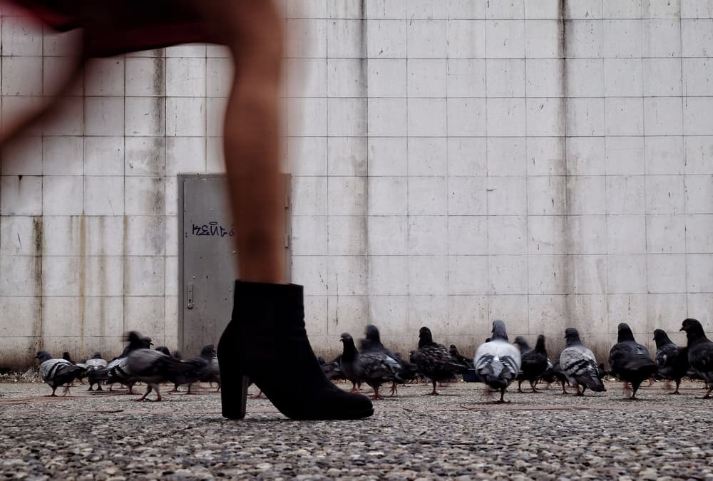 Street Boot and Pigeons by Ali Ayer — canvas wall art