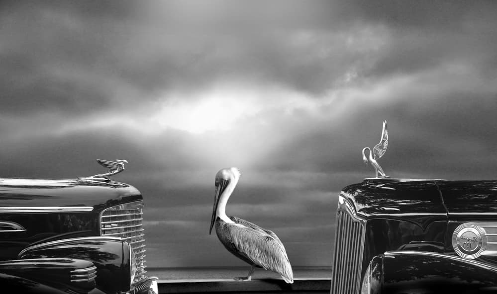 Dramatic Pelican Classics by LARRY BUTTERWORTH — canvas wall art