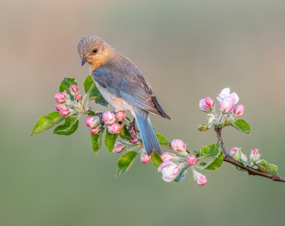 Bluebird Among Blossoms by Donald Luo — canvas wall art