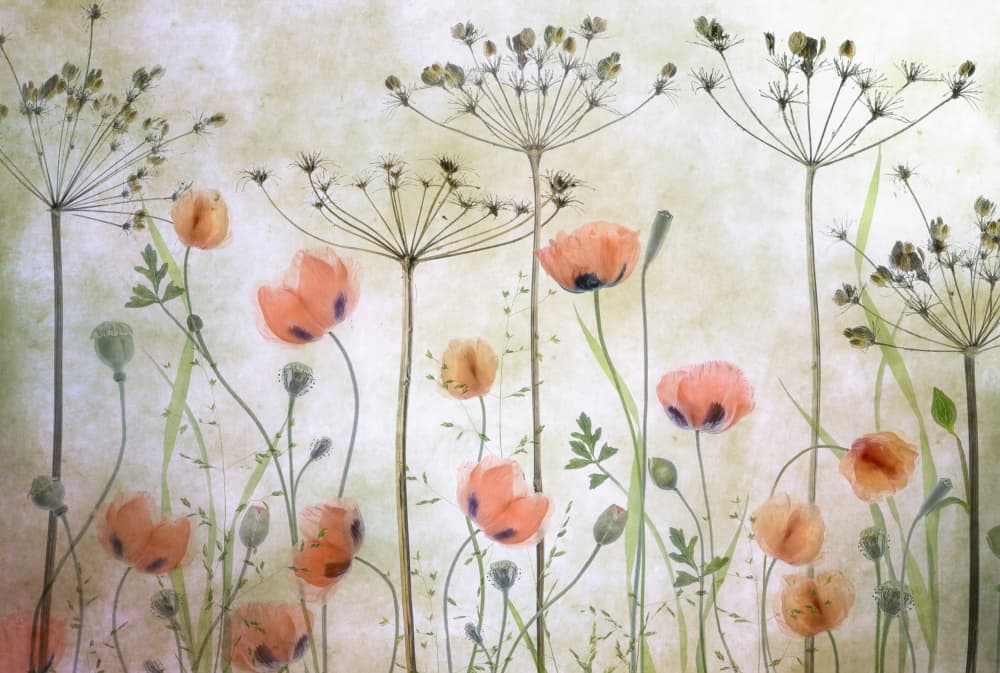 Poppy Meadow by Mandy Disher — canvas wall art