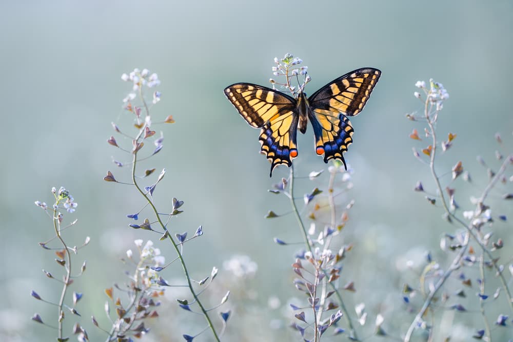 Yellow Butterfly Meadow by Petar Sabol — canvas wall art