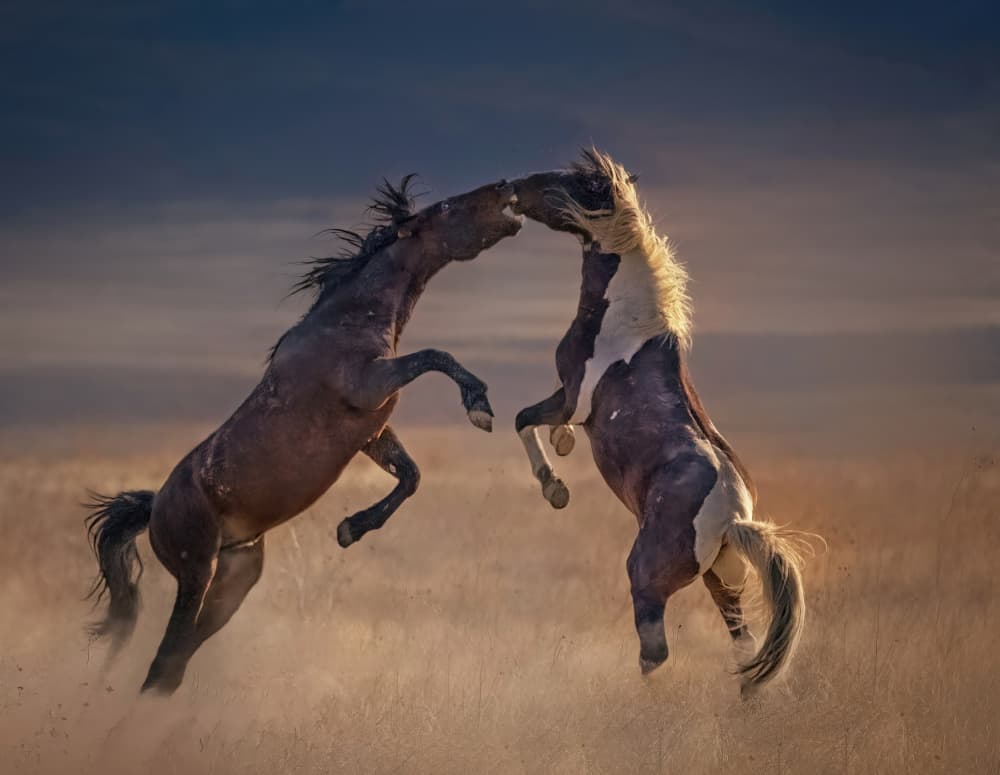 Wild Horse Showdown by Yuan Su — canvas wall art