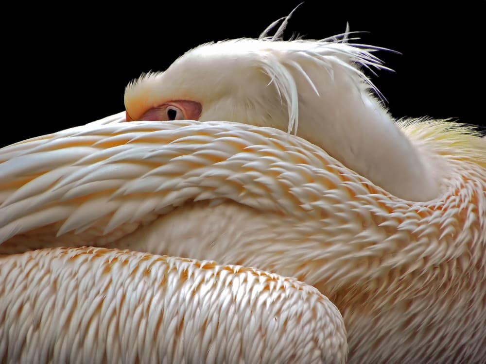 Peaceful White Pelican