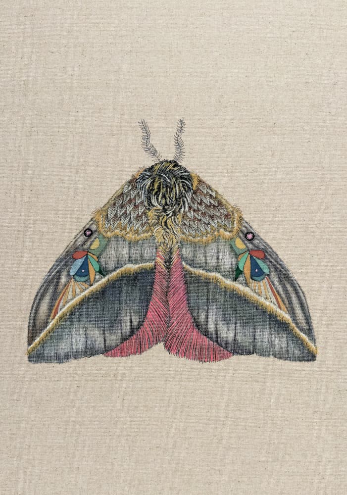 Colorful Moth Portrait by ZAM.ROD — canvas wall art