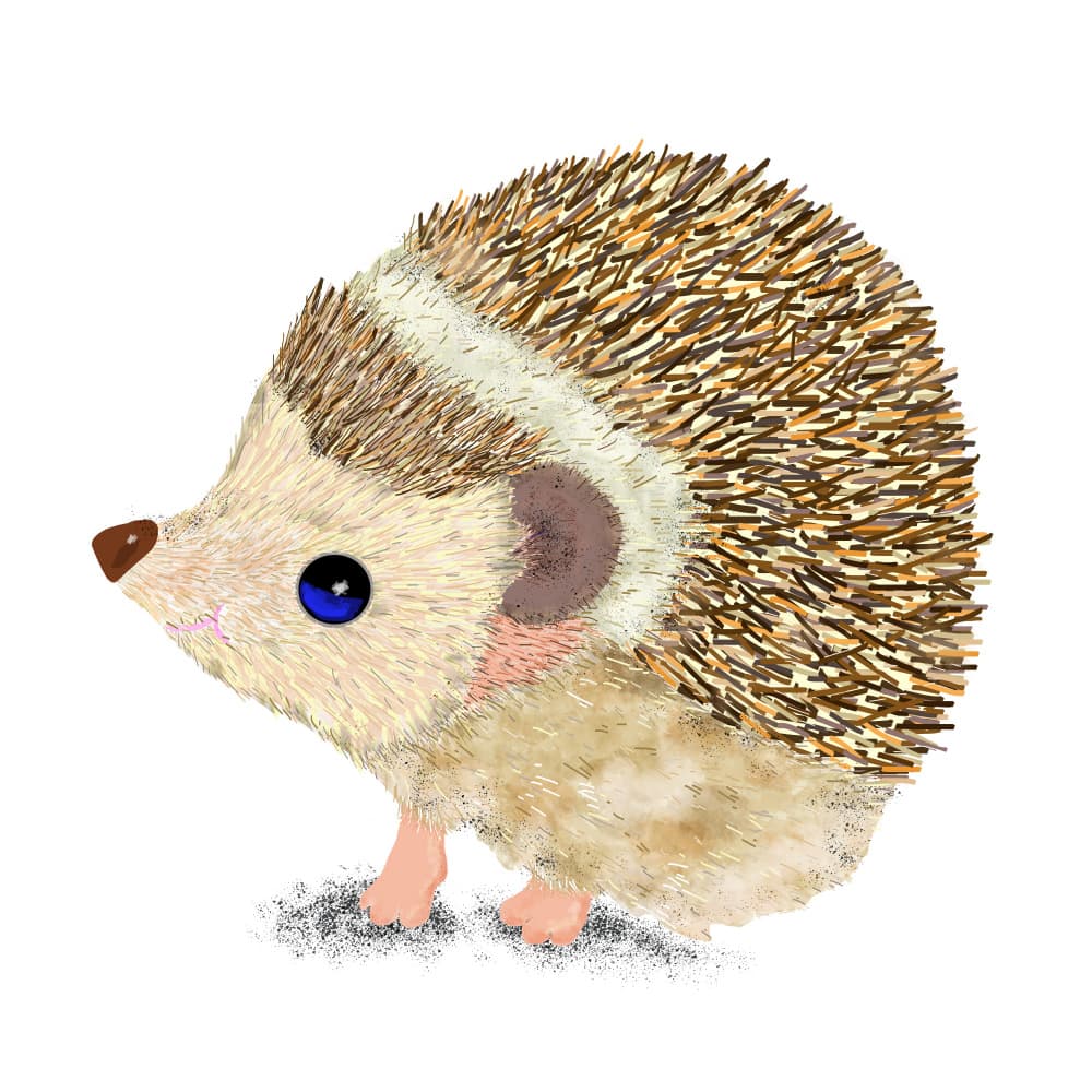 Cute Baby Hedgehog by Lynnda Rakos — canvas wall art