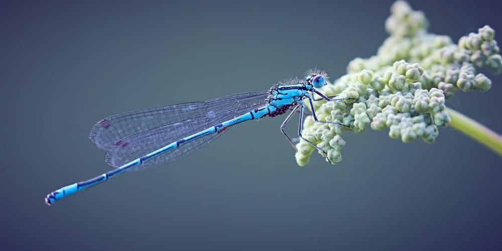 Blue Damselfly Resting by Stuart Williams — canvas wall art