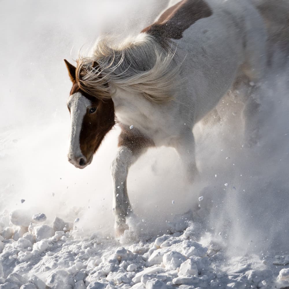 Dynamic Horse In Snow