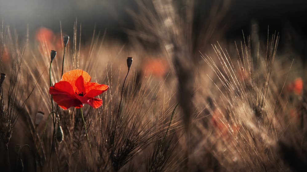 Sunlit Red Poppy Field by Nicodemo Quaglia — canvas wall art