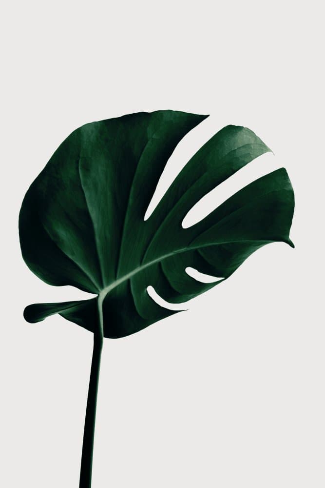 Minimalist Monstera Leaf by Pictufy Studio III — canvas wall art