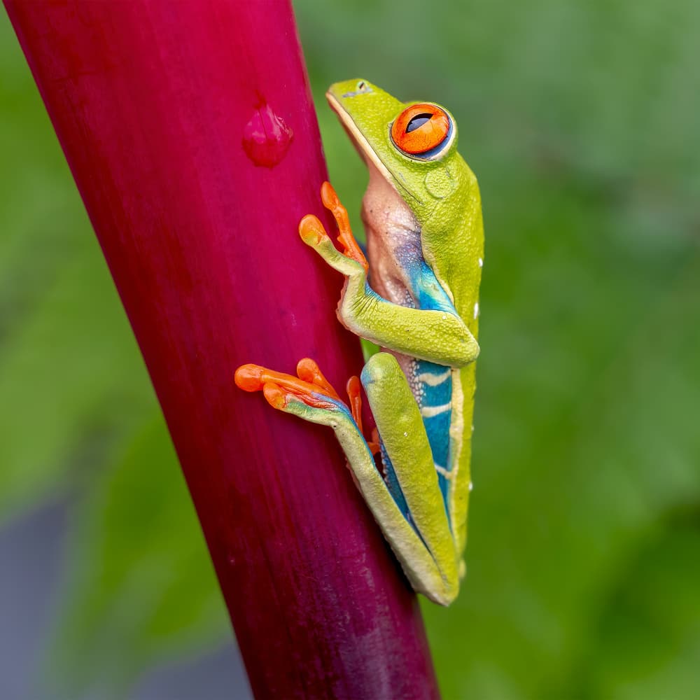 Vibrant Red-Eyed Frog by GENNARO DI NOTO — canvas wall art