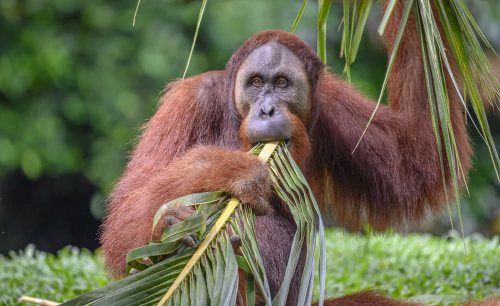 Orangutan Eating Tropical Leaves by Joseph Ng — canvas wall art