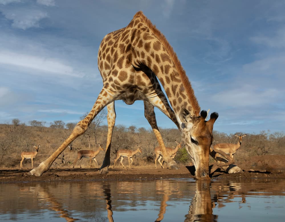 Giraffe Drinks Reflection by Linda D Lester — canvas wall art