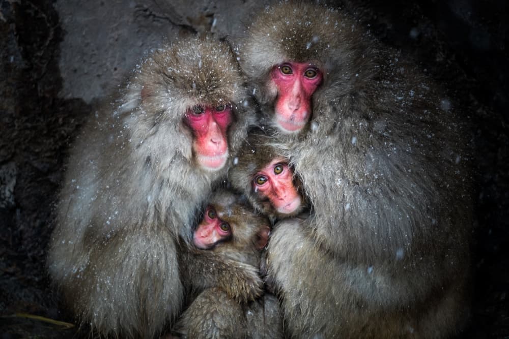 Snow Monkey Family by Takeshi Marumoto — canvas wall art