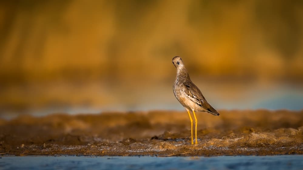Yellow Legs Shorebird by Faisal ALnomas — canvas wall art