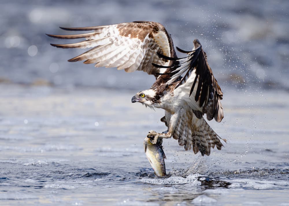 Dynamic Osprey Catch by Johnny Chen — canvas wall art